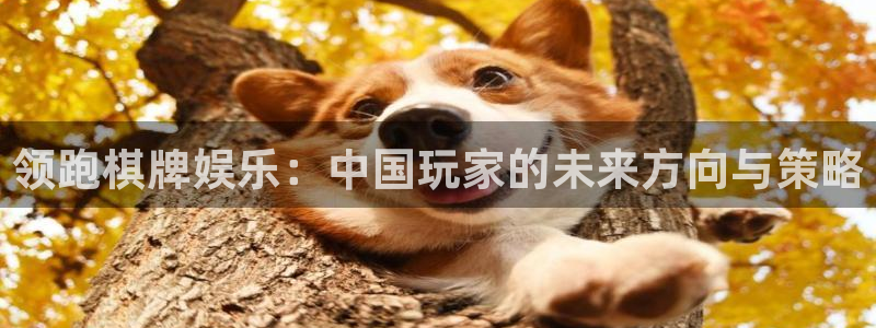 mg不朽情缘2登录入口：领跑棋牌娱乐：中国玩家的未来方向与策略