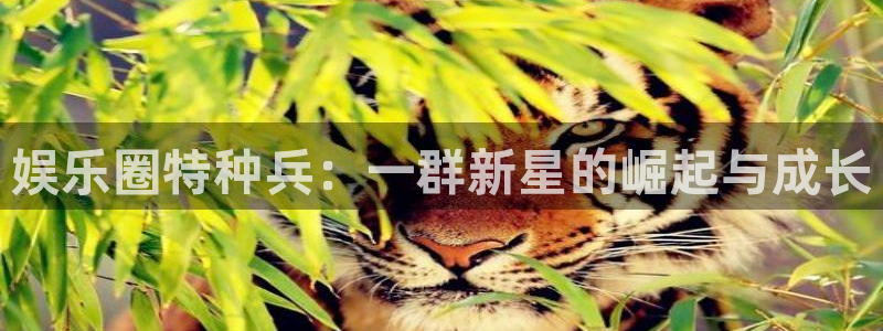mg不朽情缘体育官网登录：娱乐圈特种兵：一群新星的崛起与成长